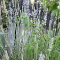 Load image into Gallery viewer, Lavender