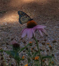 Load image into Gallery viewer, purple coneflower