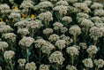 Load image into Gallery viewer, Yarrow