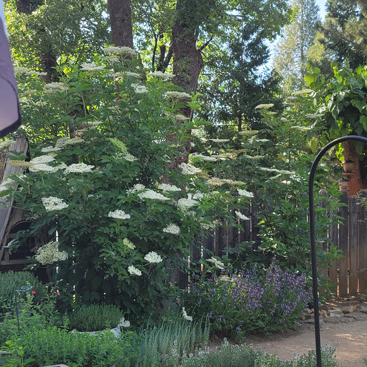 Elderberries are Blooming