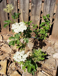 Load image into Gallery viewer, elderflower
