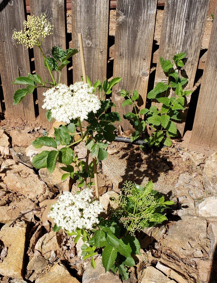 elderflower