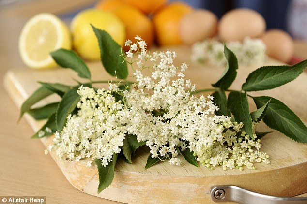 Elderflower