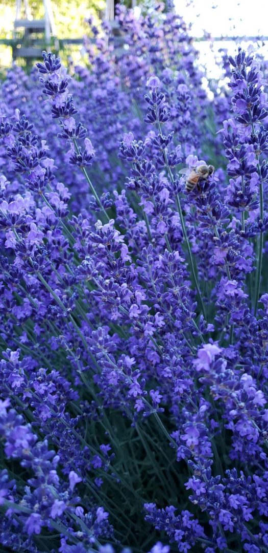 Lavender w bee