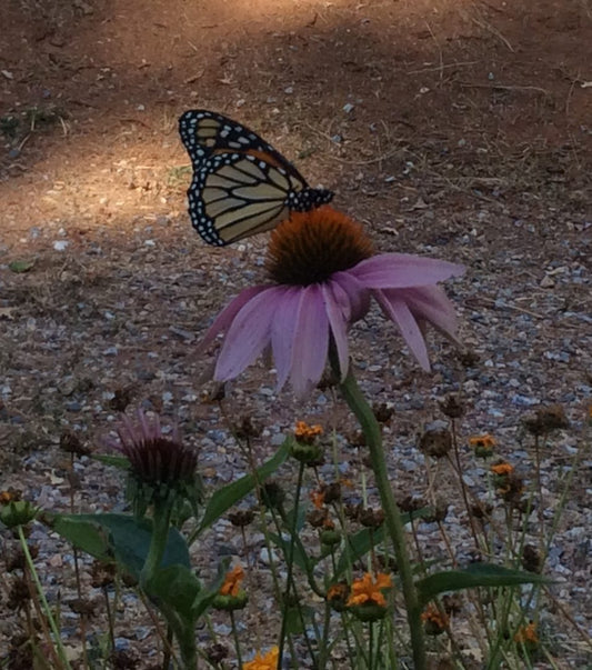 purple coneflower