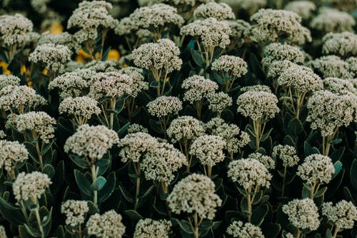 Yarrow