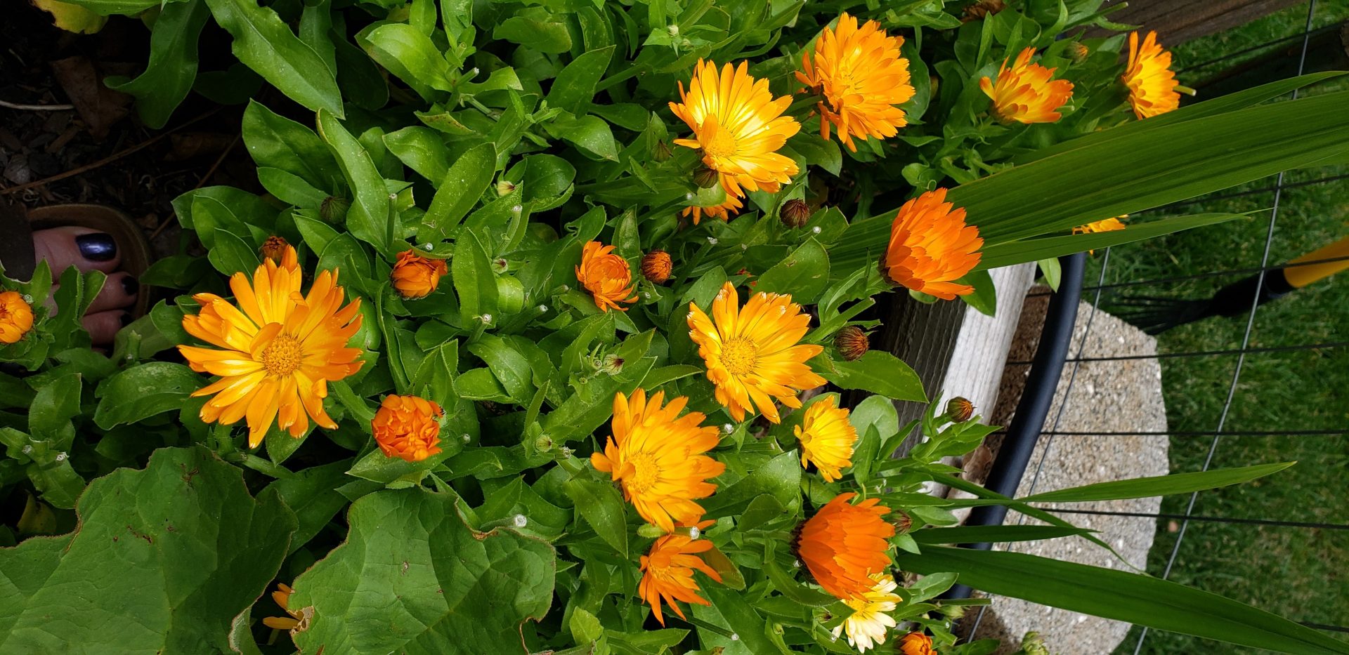 calendula growing